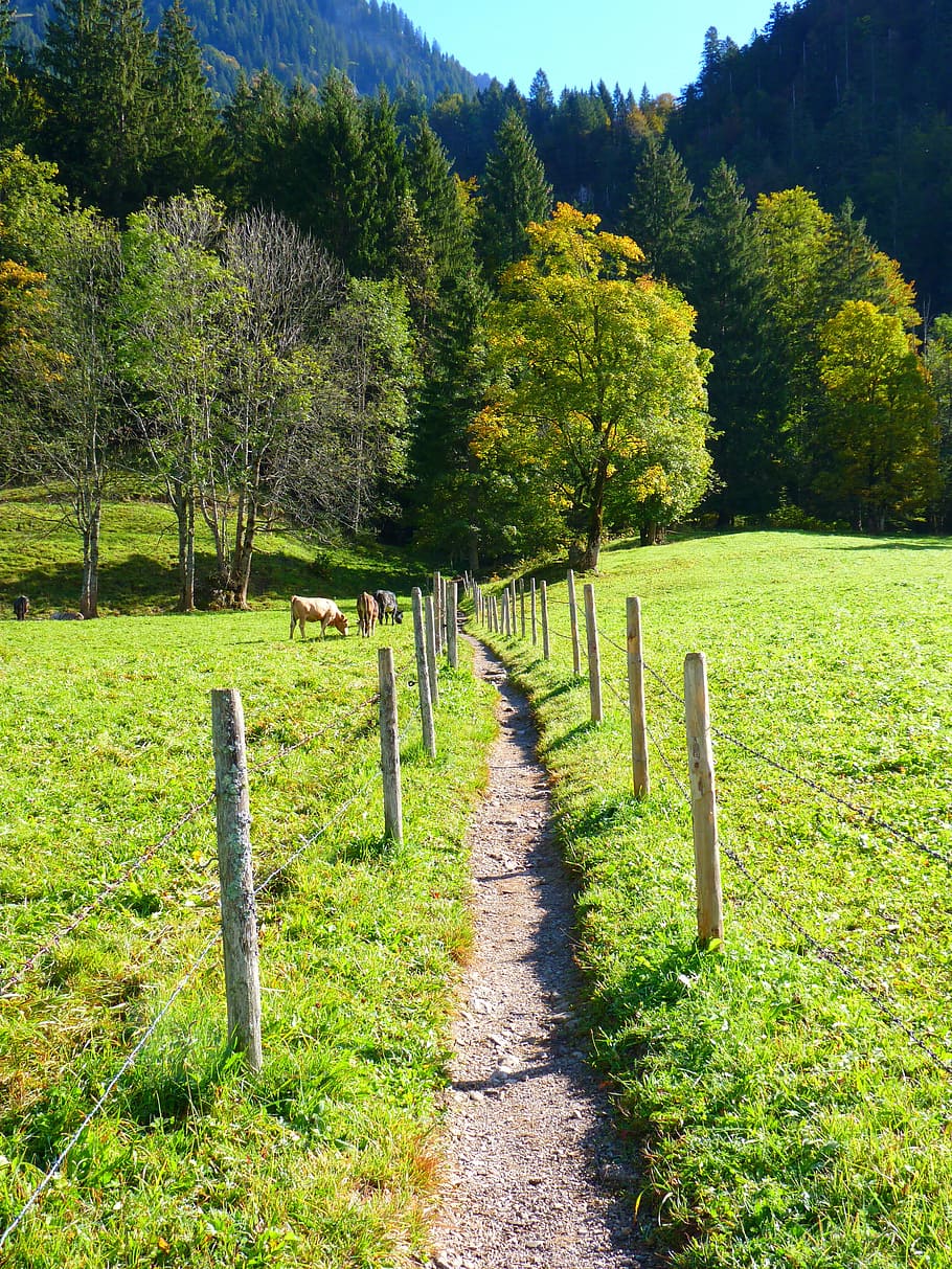 path, trail, meadow, run, nature, tree, outdoors, landscape HD wallpaper