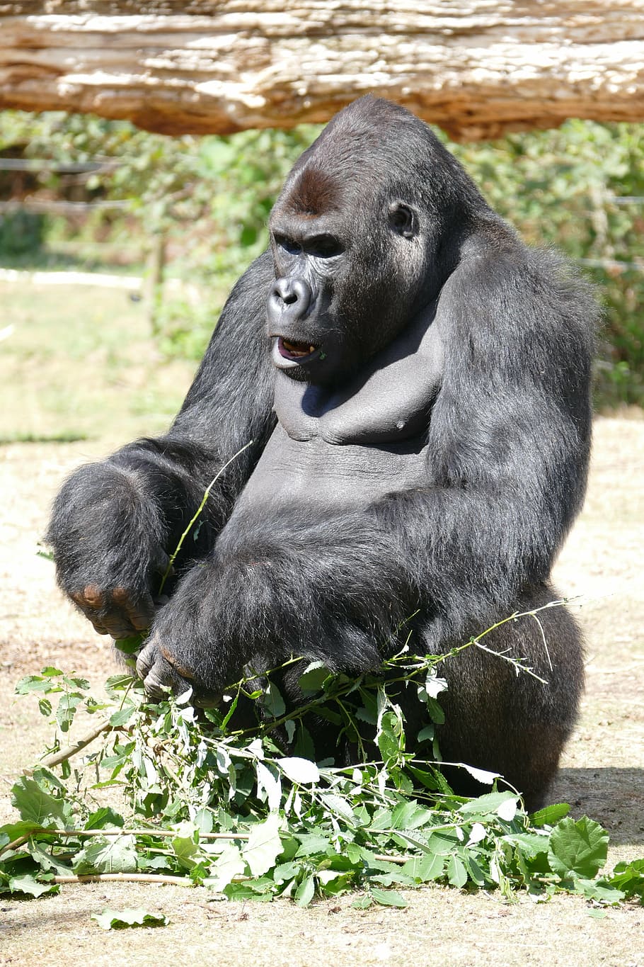 gorilla, ape, monkey, primate, animal themes, mammal, animal wildlife HD wallpaper