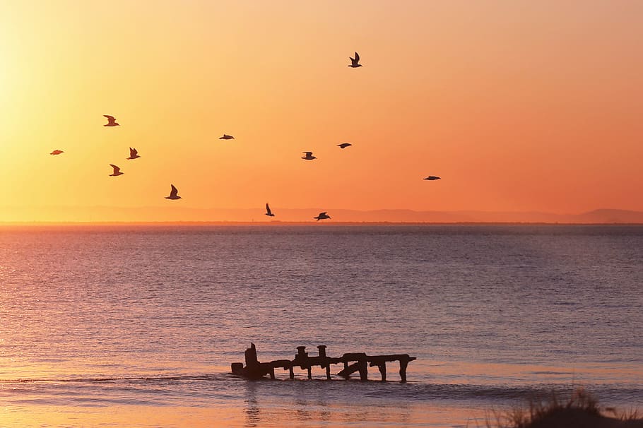 Sky, Birds, Dock, Landscape, Sun, Sunset, fly, flying, wings HD wallpaper