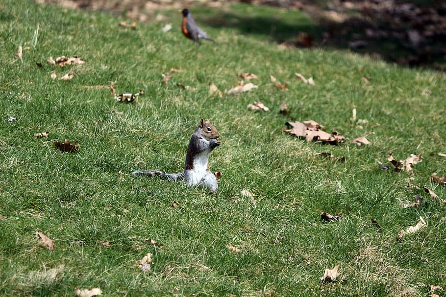squirrel, nature, wildlife, cute, outdoor, creature, small HD wallpaper
