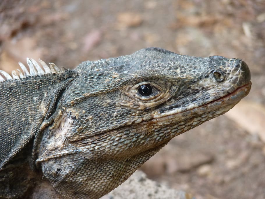 HD wallpaper: reptile, animal, costa rica, manuel antonio, iguana ...