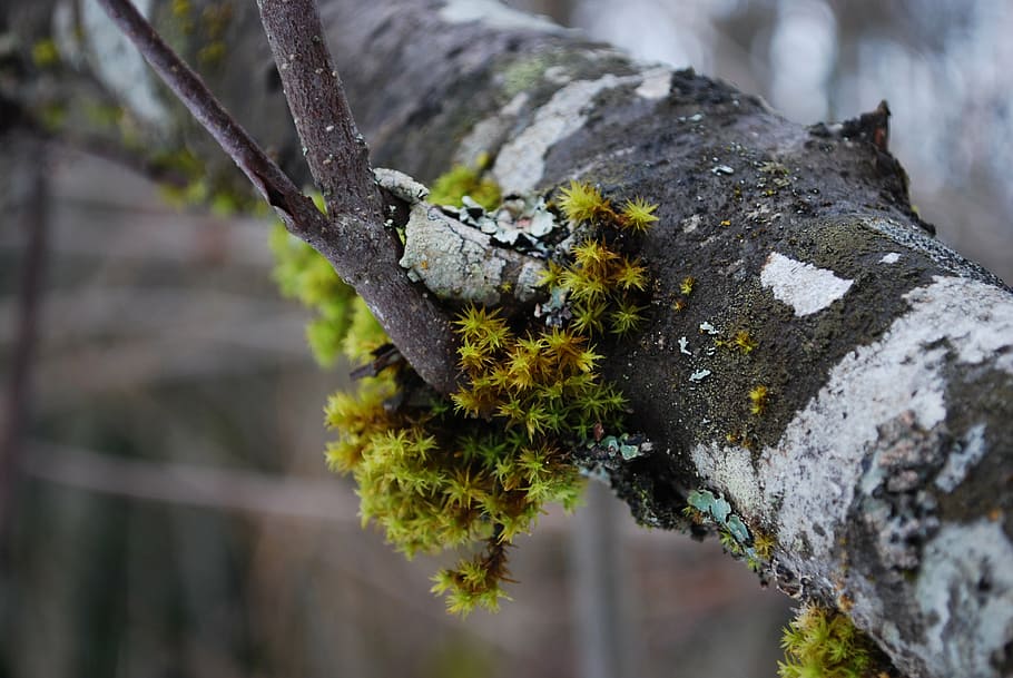 tree, moss, forest, green, natural, plant, environment, trunk HD wallpaper
