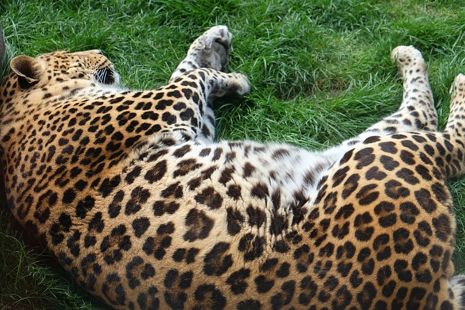 leopard, animal, sleeping, animal themes, mammal, animals in the wild HD wallpaper