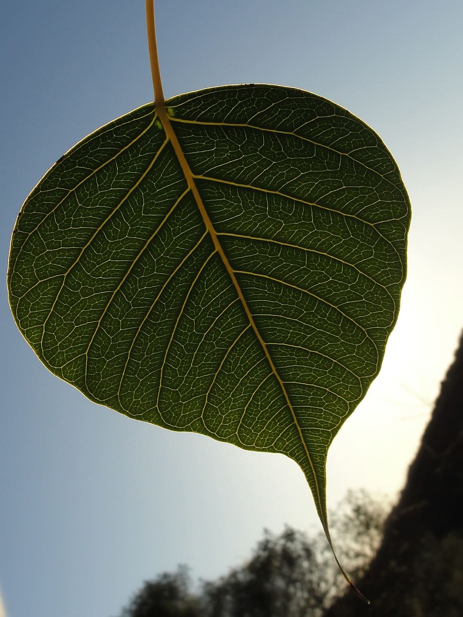 Free download | HD wallpaper: Bodhi, bodhi leaf, green leaf, sacred fig