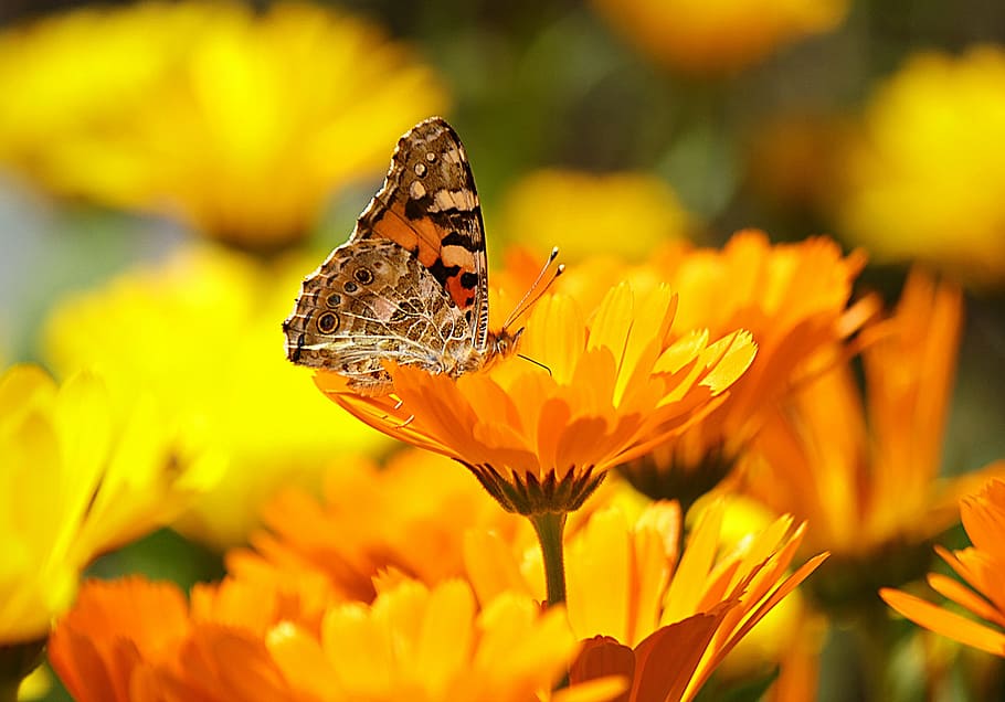 brown and black Butterfly on flower, yellow, insect, nature, animal