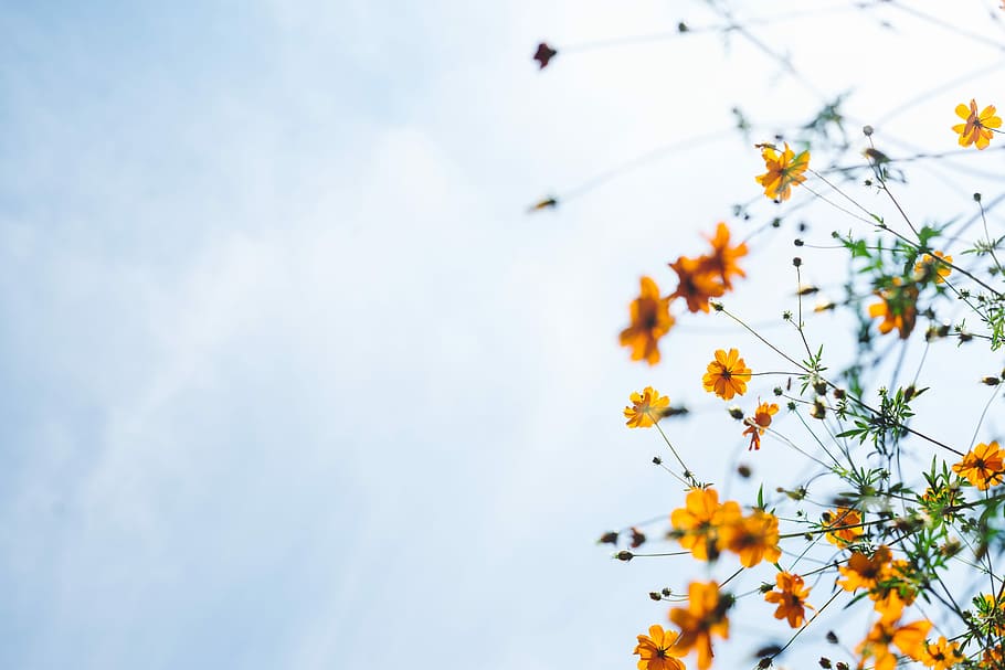 orange flowers, yellow and orange flowers, sky, bloom, blossom HD wallpaper