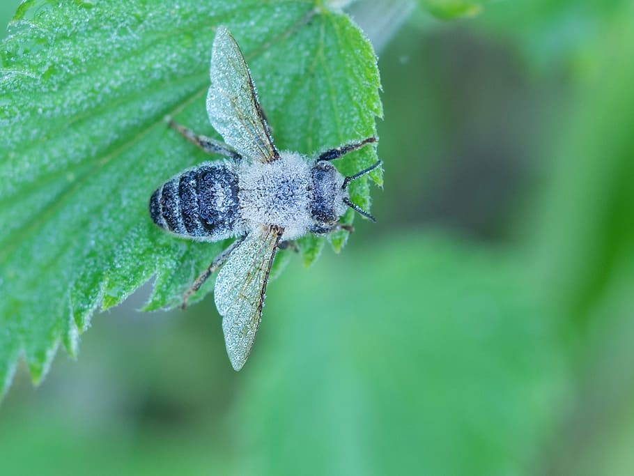 nature, bug, fly, hoverfly, insect, close-up, macro, plant HD wallpaper