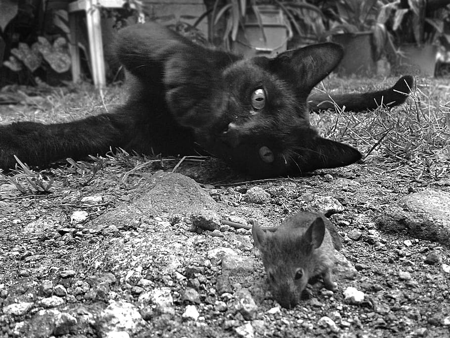 cat, rat, animals, mammal, animal themes, vertebrate, animal wildlife HD wallpaper