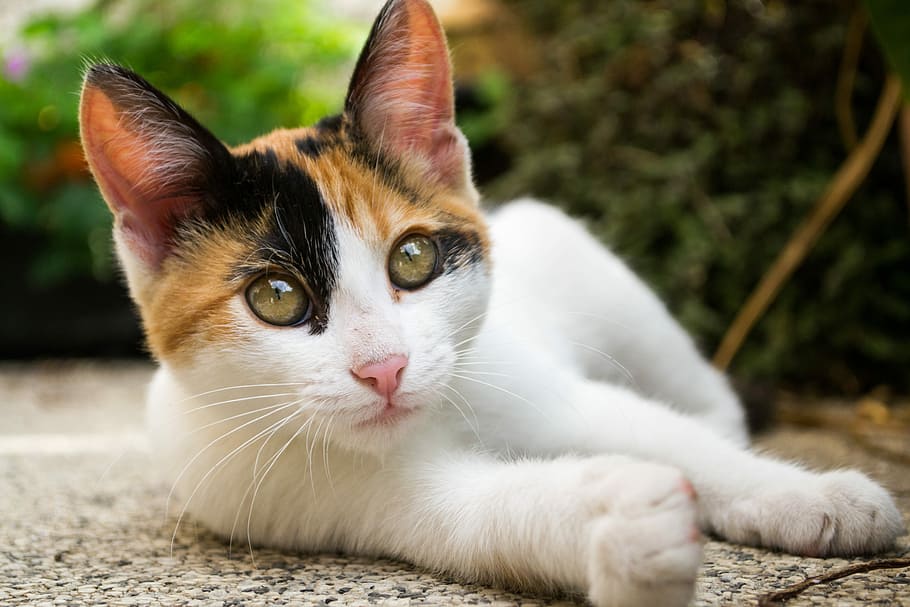 close-up photo of black, brown, and white calico cat lying on ground at daytime
