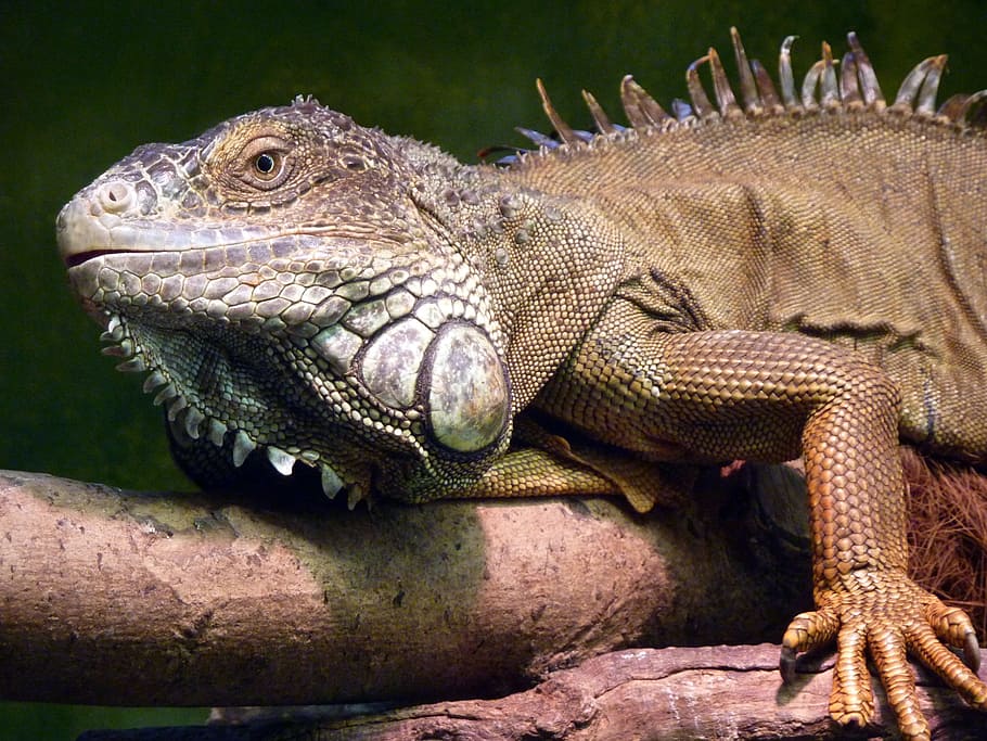 Iguana, Reptile, Lizard, Profile, Face, animal, cute, pet, macro HD wallpaper