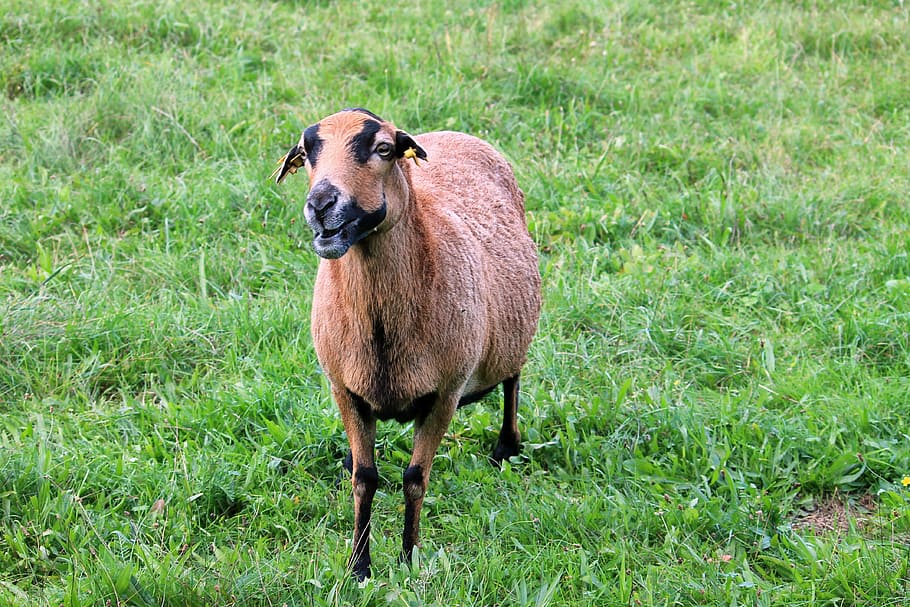 Sheep, Meadow, Pasture, Lamb, Animal, pet, grass, one animal HD wallpaper