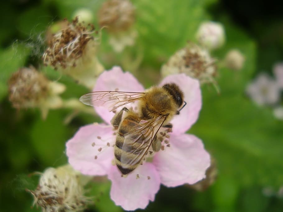honeybee, pollinator, insect, white, rubus fruticosus, berry bush HD wallpaper