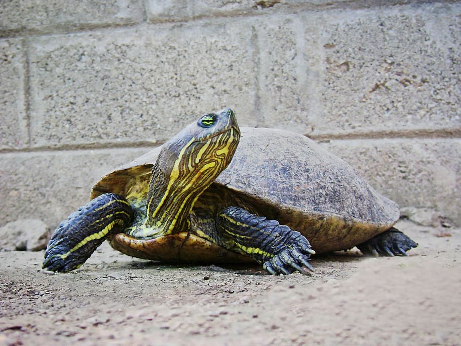 turtle, armor, neck, reptile, animal themes, vertebrate, animal wildlife HD wallpaper