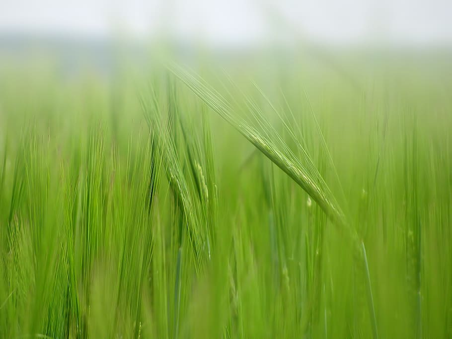 green grass, corn, corn field, cereals, agriculture, plant HD wallpaper