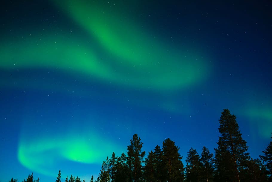 aurora borealis above silhouette of trees, northern lights, lapland, HD wallpaper