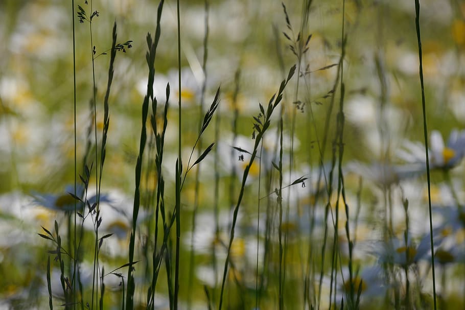 background, grasses, nature, herb, plant, summer, meadow, outdoors HD wallpaper