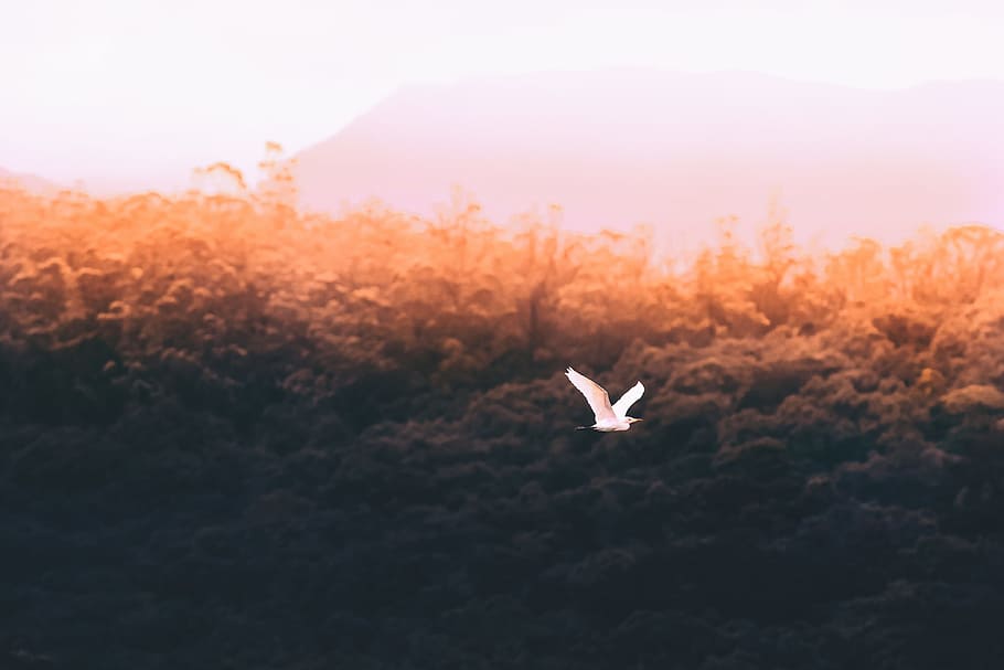 flying white bird, cattle egret flying over the trees during daytime HD wallpaper