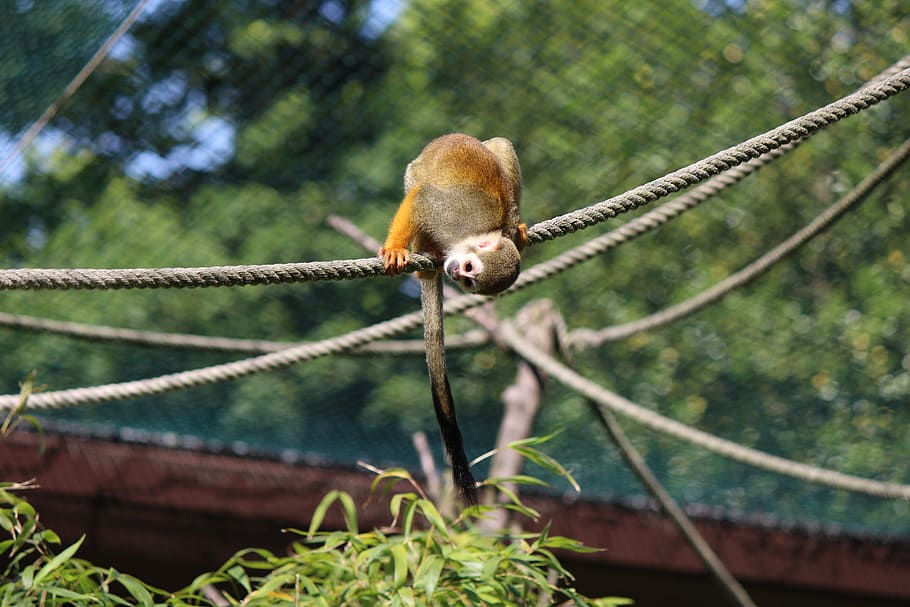 squirrel monkey, capuchin-like, saimiri, äffchen, curious, HD wallpaper