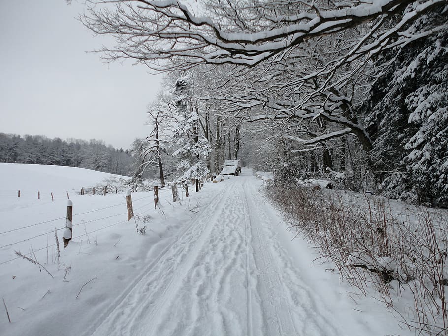 snow, winter, path, cold, ice, nature, tree, cold - Temperature HD wallpaper