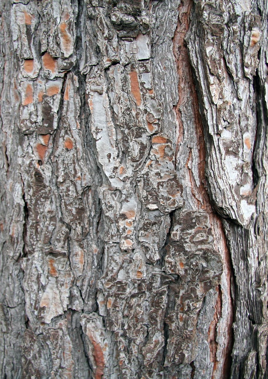 bark, troco, pine, texture, wood, textured, full frame, backgrounds HD wallpaper