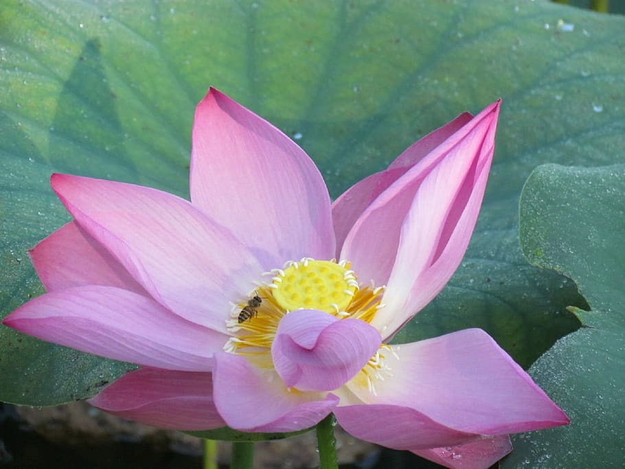 Flower, Bee, Insect, Nature, Honey, pollen, plant, yellow, nectar HD wallpaper