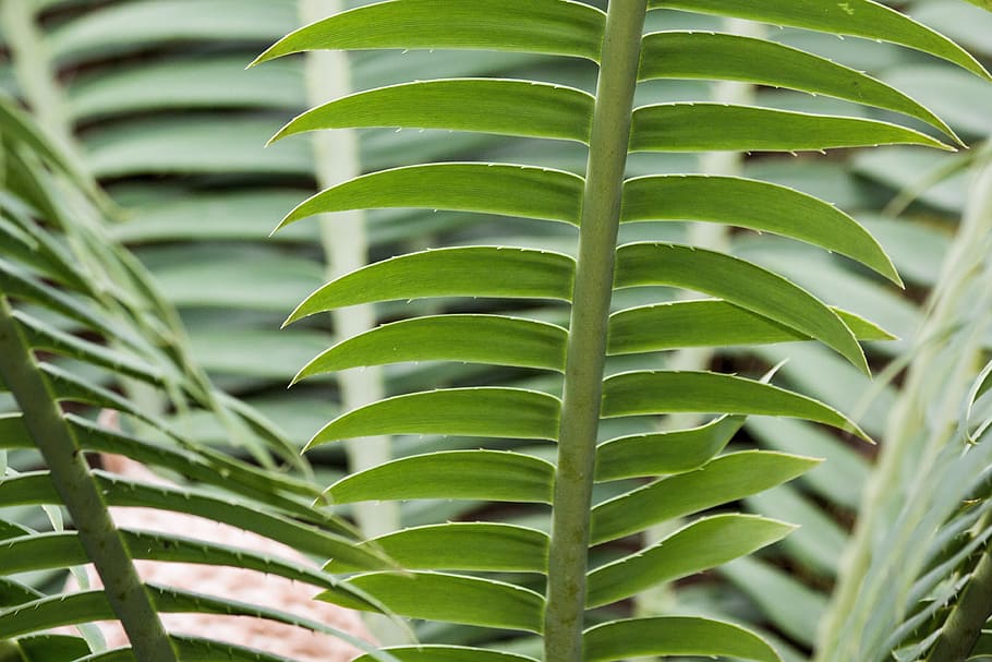 zamia, genus, cycad, two, female plant, bioon spinulosum, mexico HD wallpaper