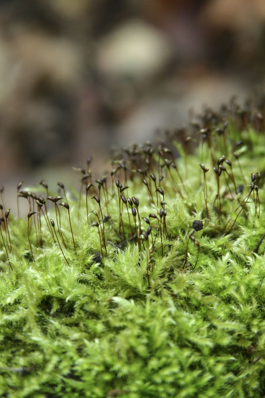 moss, nature, close, vegetation, fluffy, forest, soft, photosynthesis HD wallpaper