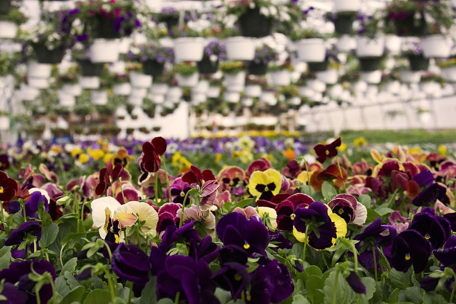 Pansy, Flower, Spring, Garden, Nature, green, plant, viola HD wallpaper