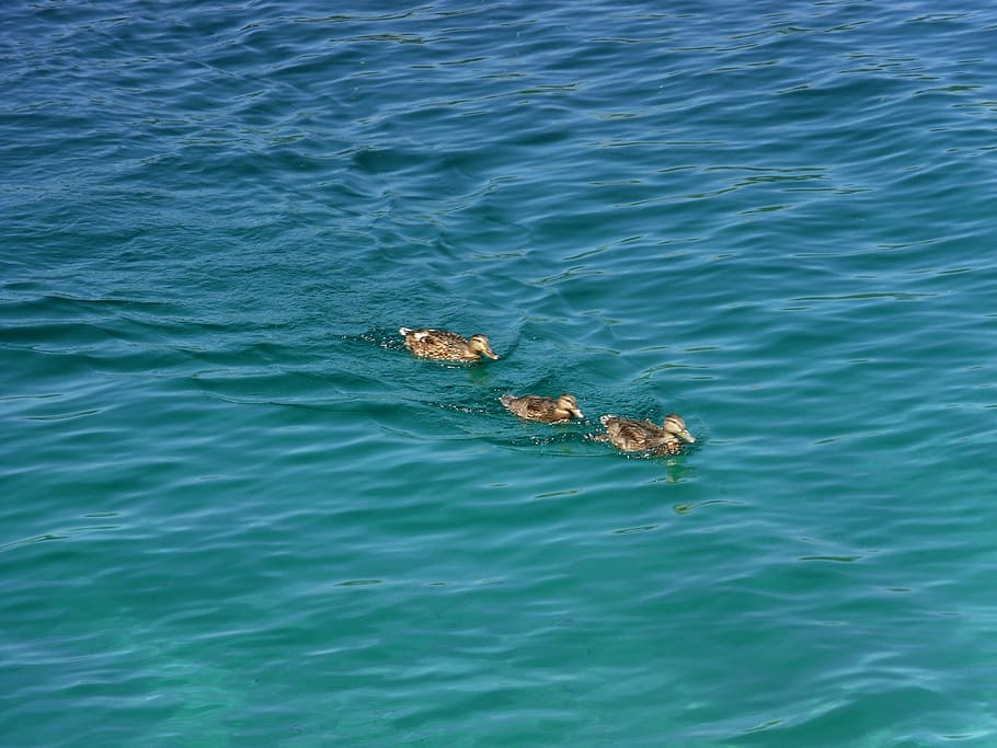 ducks, water, lake, waterfront, high angle view, swimming, animal themes HD wallpaper