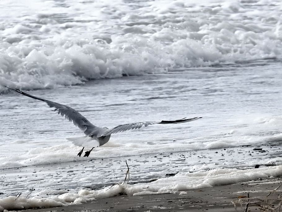 seagull, ocean, bird, seabird, flight, flying, animals in the wild HD wallpaper
