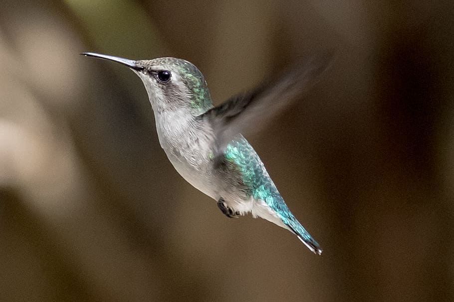 selective focus photography of flying hummingbird, cuba, playa larga