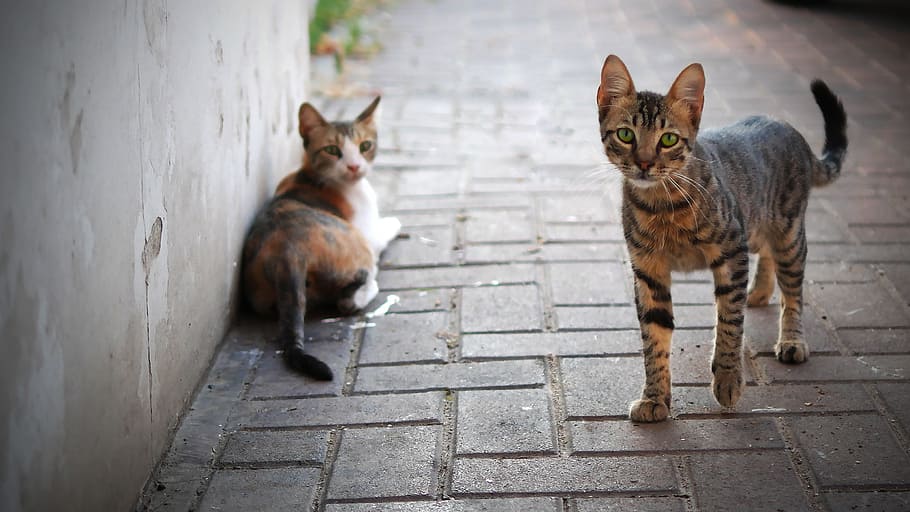 brown tabby cat beside calico cat, cute, animal, kitten, pet HD wallpaper