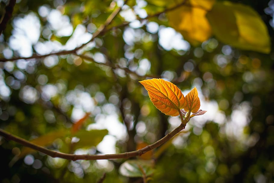 tree, leaf, branch, flora, nature, plant, plant part, beauty in nature HD wallpaper
