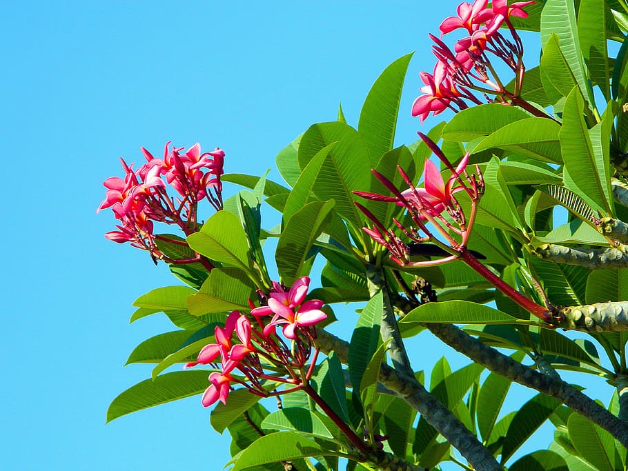 bloom, pink, tree, bush, inflorescence, foliage, leaf, sky HD wallpaper