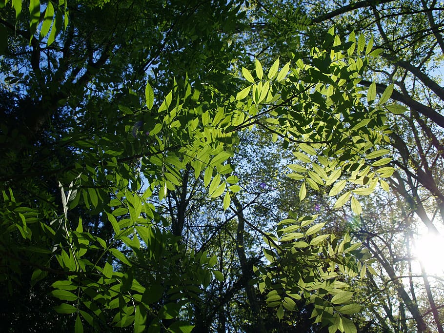 leaves, sky, tree, nature, branches, green, plant, trees, cup HD wallpaper