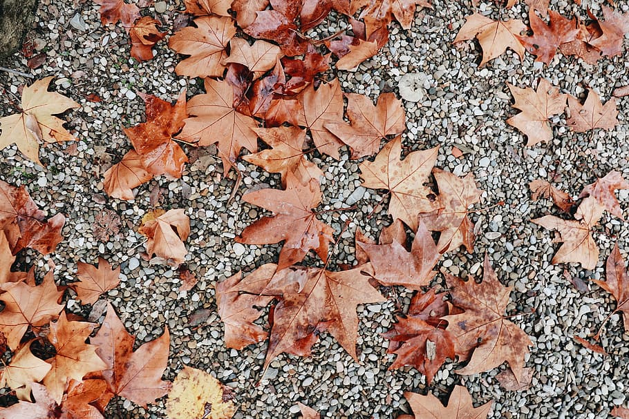 withered brown maple leaves, brown dried leaves, autumn, maple leaf HD wallpaper