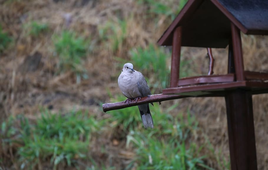 dove, turtle dove, bird, feather, plumage, nature, animal world HD wallpaper