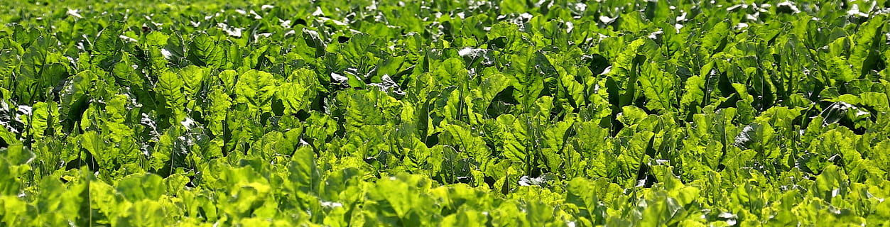 Field, Beets, Sugar Beet, Beet, Sugar, fodder beet, agriculture HD wallpaper