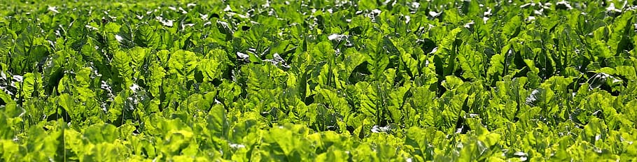 Field, Beets, Sugar Beet, Beet, Sugar, fodder beet, agriculture HD wallpaper