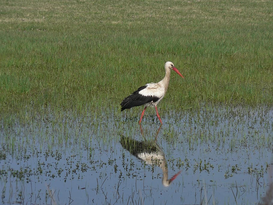 stork, wetland, reflection, bird, wildlife, nature, animal HD wallpaper