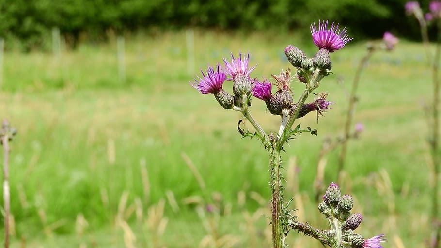 cirsium, flower, meadow, nature, plant, purple, summer, flowering plant HD wallpaper