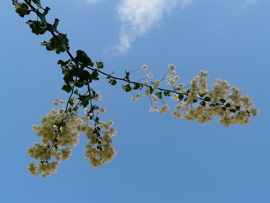 Bougainvillea, White, Sky, Flower, blossom, bloom, inflorescence, HD wallpaper