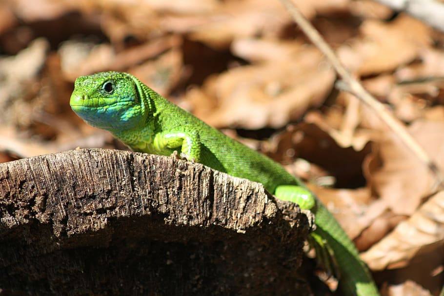 green, lizard, trunk, animal themes, reptile, one animal, animal wildlife HD wallpaper