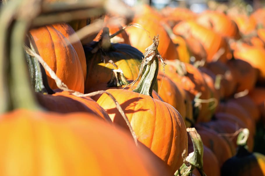 line of pumpkins, harvest, pumpkin patch, autumn, season, orange, HD wallpaper