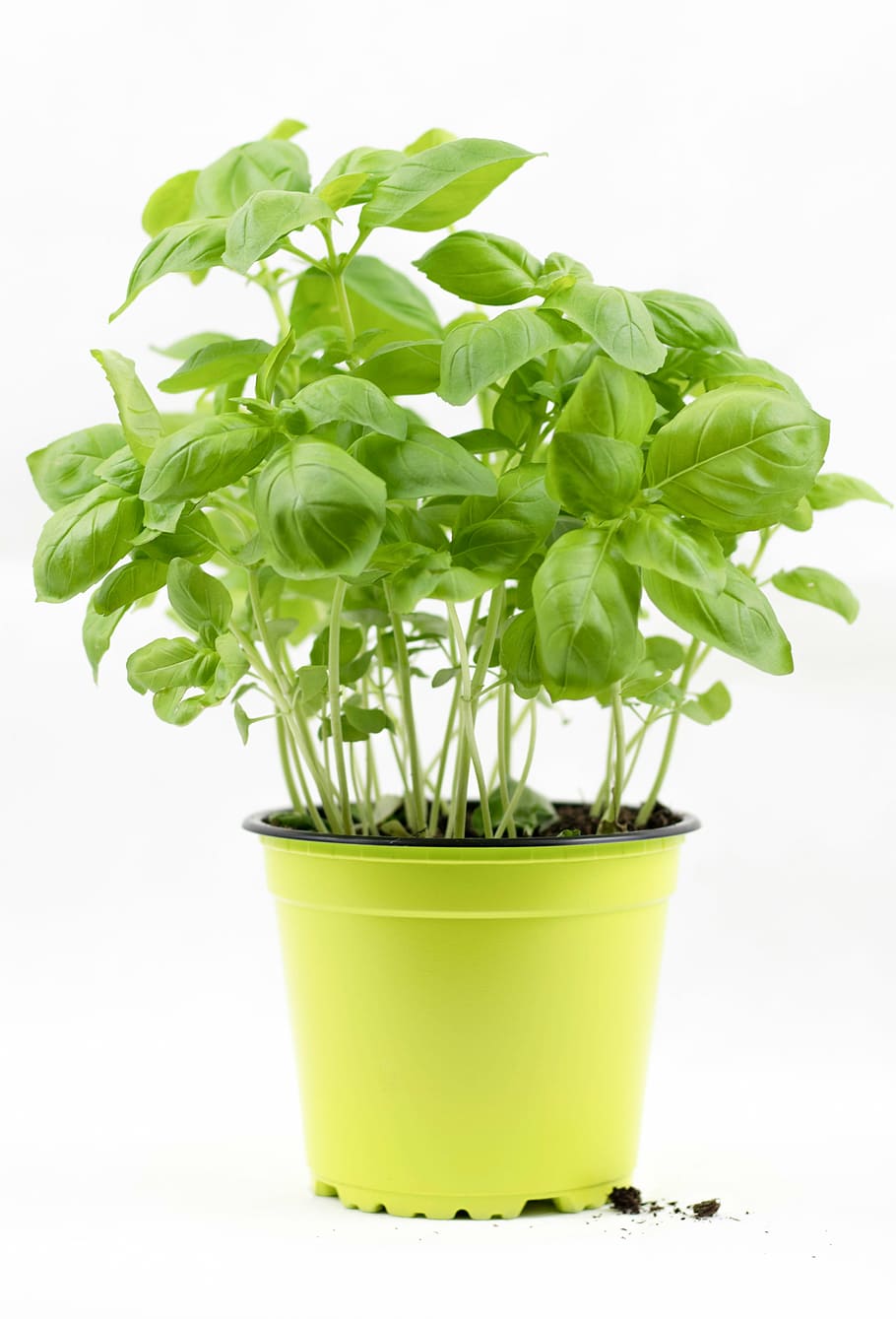 green leafed plant in yellow pot, basil, basil bush, basil pot HD wallpaper