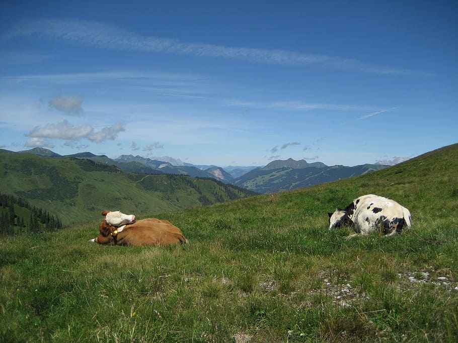 Alm, Cows, Alpine, Mountains, alpine meadow, mountain meadows HD wallpaper
