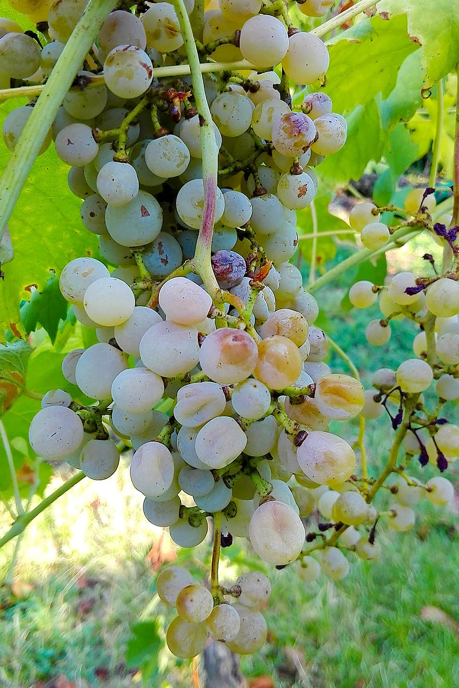 grapes, acini, bunch, growth, plant, healthy eating, fruit HD wallpaper
