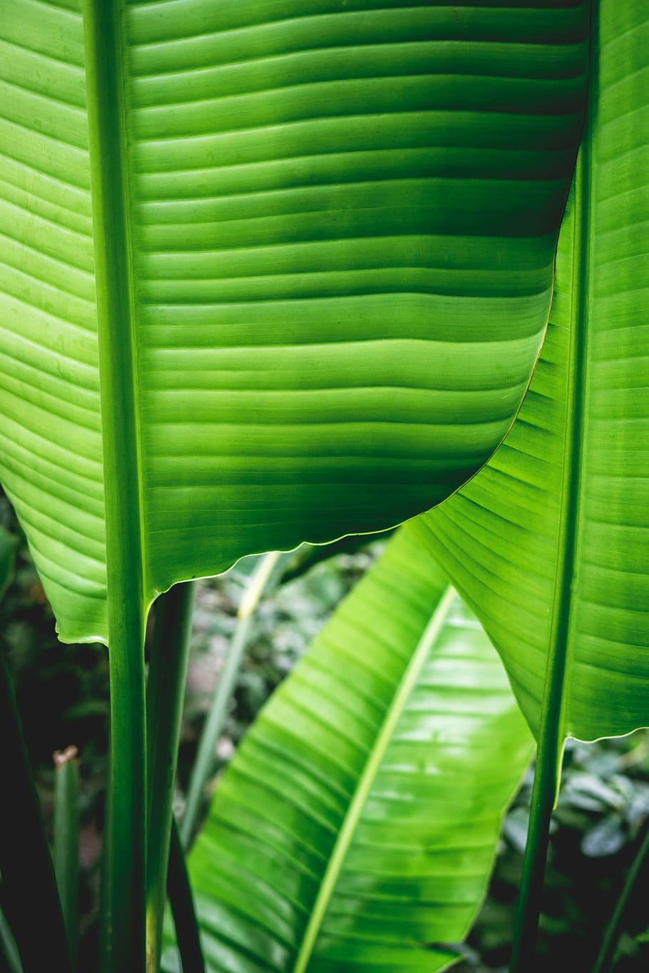 selective focus photo of green banana leaves, focus photography of banana leaves