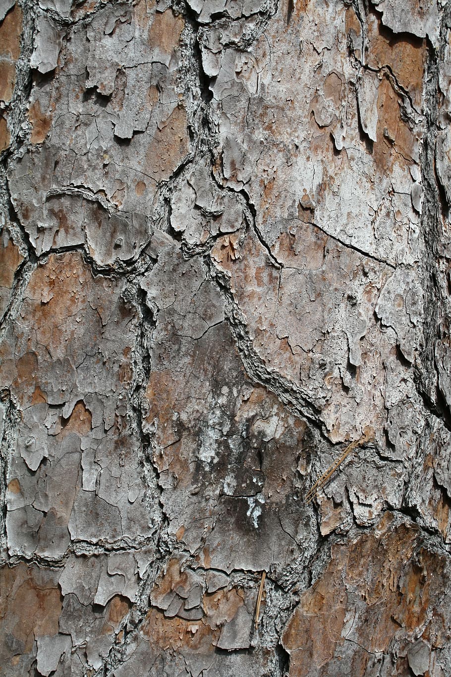tree, bark, texture, natural, wood, nature, wood - Material HD wallpaper