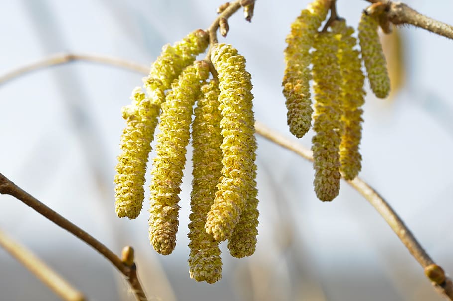 nature, hazelnut, hazel flower, spring, close, plant, pussy willow HD wallpaper